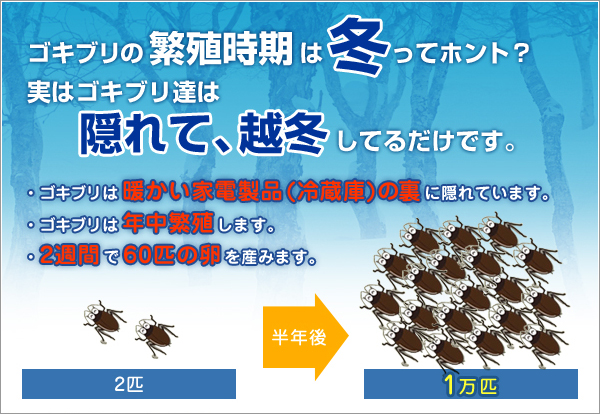 ゴキブリの繁殖時期は冬ってホント?